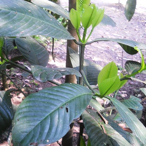 Garcinia pedunculata unspecified picture