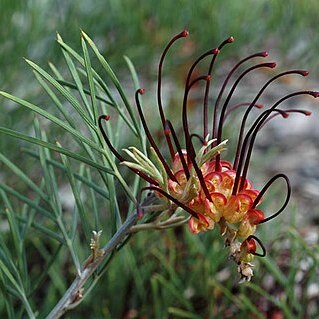 Grevillea calliantha unspecified picture