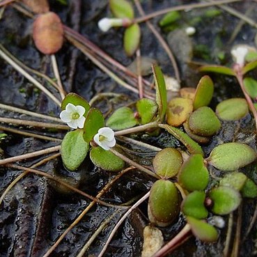 Gratiola amphiantha unspecified picture