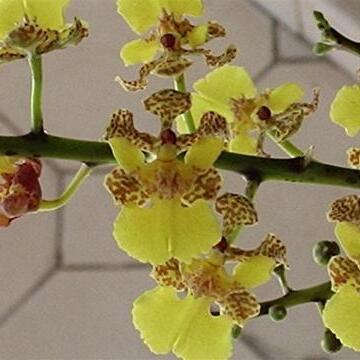 Trichocentrum cebolleta unspecified picture