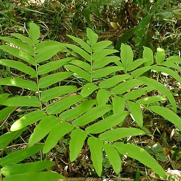 Osmunda japonica unspecified picture