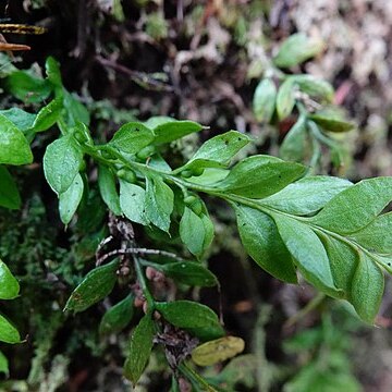 Tmesipteris lanceolata unspecified picture