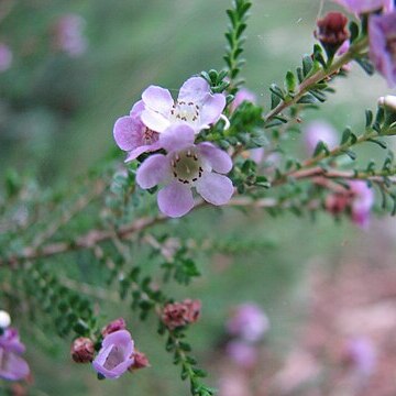 Thryptomene baeckeacea unspecified picture