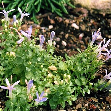 Campanula asperuloides unspecified picture