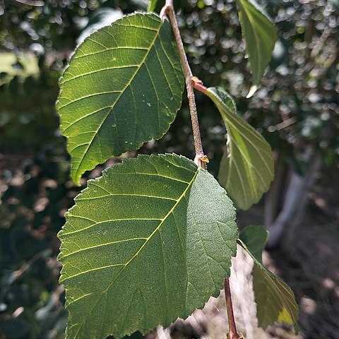 Ulmus harbinensis unspecified picture