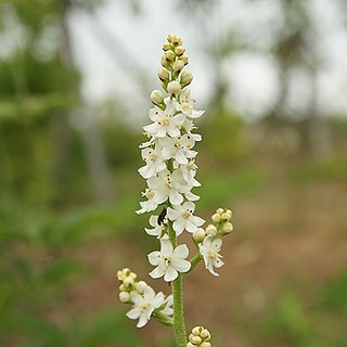 Veratrum versicolor unspecified picture