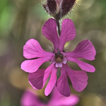 Silene palaestina unspecified picture