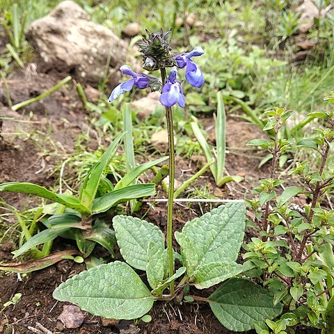 Salvia prunelloides unspecified picture