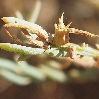 Sclerolaena urceolata unspecified picture