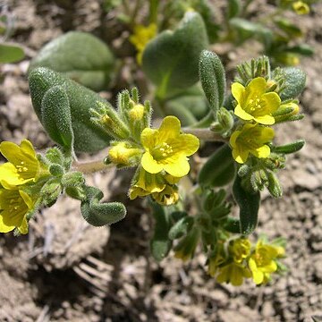 Phacelia lutea unspecified picture