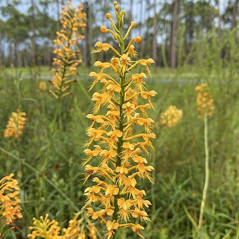 Platanthera chapmanii unspecified picture