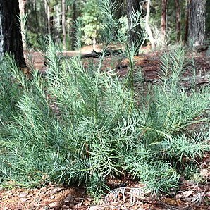 Podocarpus drouynianus unspecified picture