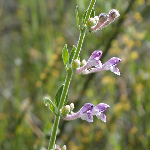 Scutellaria brevibracteata unspecified picture