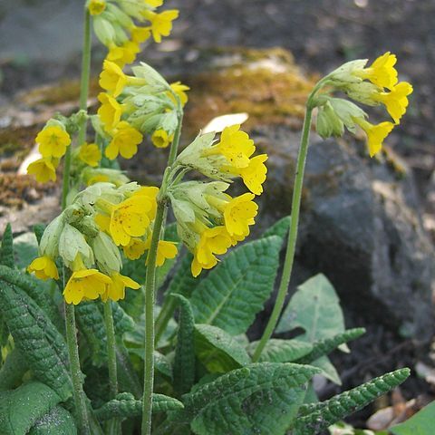 Primula veris subsp. macrocalyx unspecified picture