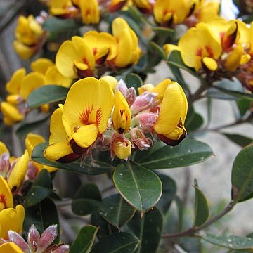 Pultenaea daphnoides unspecified picture