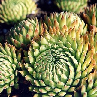 Sempervivum thompsonianum unspecified picture