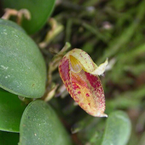 Pabstiella determannii unspecified picture