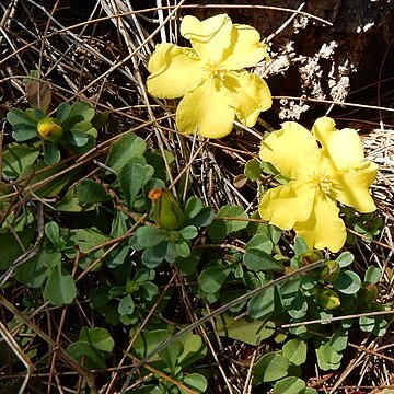 Hibbertia diffusa unspecified picture