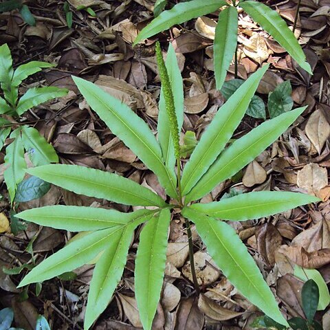 Helminthostachys zeylanica unspecified picture