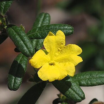 Hibbertia rhynchocalyx unspecified picture