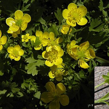 Ranunculus marginatus d'urv. unspecified picture