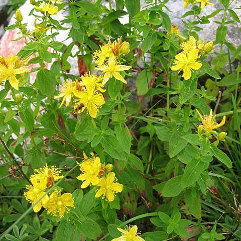 Hypericum maculatum subsp. maculatum unspecified picture