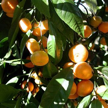 Citrus unspecified picture