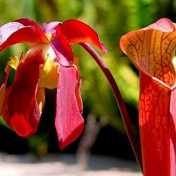 Sarracenia unspecified picture