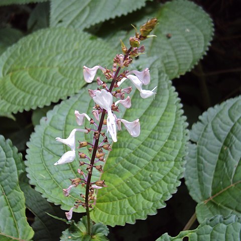 Plectranthus malabaricus unspecified picture