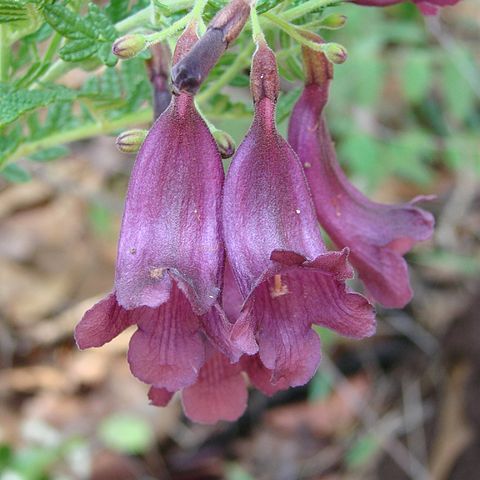 Jacaranda ulei unspecified picture