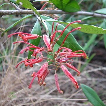 Grevillea callichlaena unspecified picture