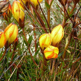 Gentianella hirculus unspecified picture