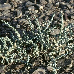 Halothamnus iranicus unspecified picture