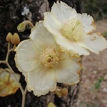 Luehea paniculata unspecified picture