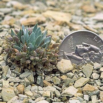 Physaria congesta (rollins) o'kane unspecified picture