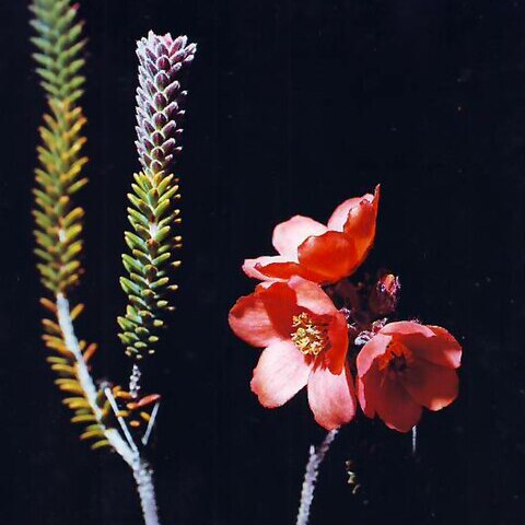 Ledothamnus guyanensis unspecified picture