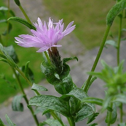 Lessingia leptoclada unspecified picture