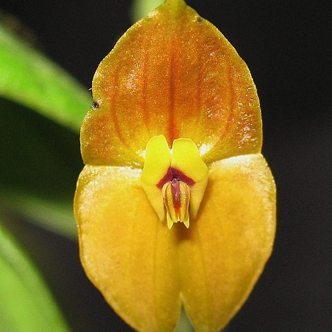 Lepanthes unspecified picture