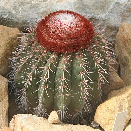 Melocactus lanssensianus unspecified picture