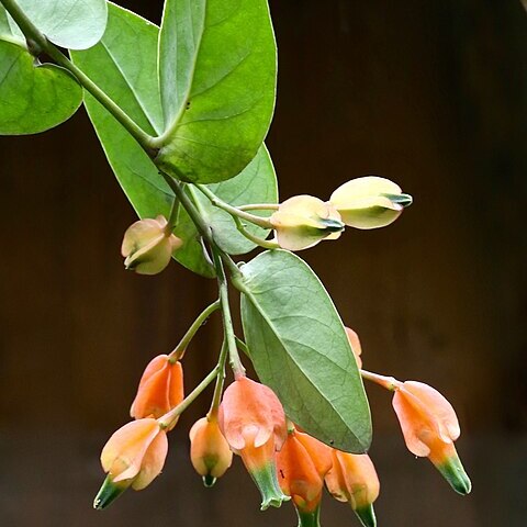 Macleania pentaptera unspecified picture