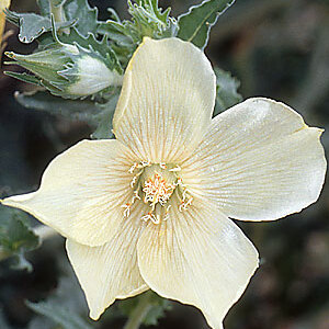 Mentzelia involucrata unspecified picture