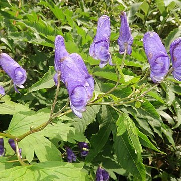 Aconitum gassanense unspecified picture