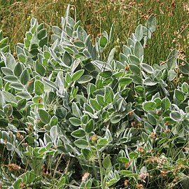 Astragalus mardinensis unspecified picture