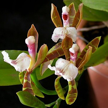 Aspasia epidendroides unspecified picture