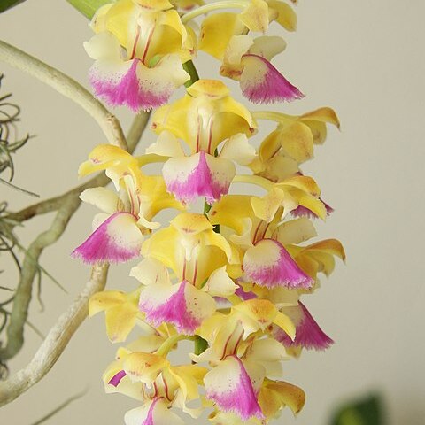 Aerides houlletiana unspecified picture