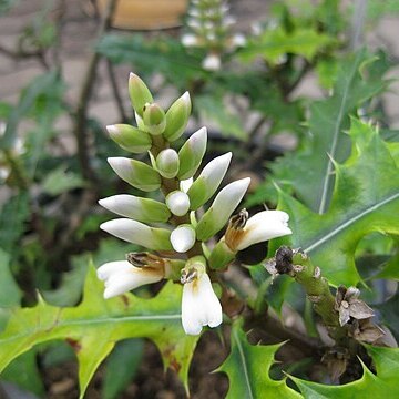 Acanthus ebracteatus unspecified picture