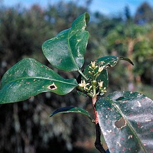 Acronychia acuminata unspecified picture