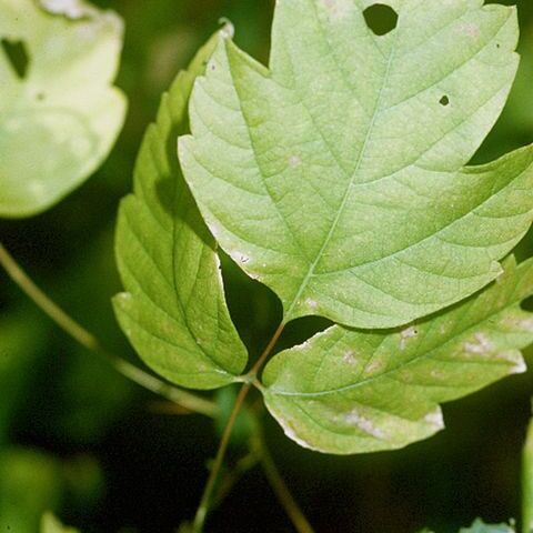 Acalypha neomexicana unspecified picture