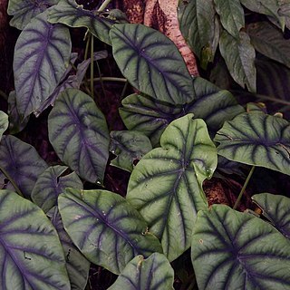 Alocasia clypeolata unspecified picture