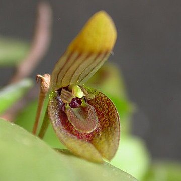 Acianthera serpentula unspecified picture